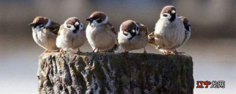 麻雀寿命自然有多长