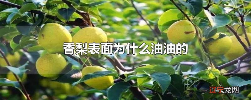香梨表面为什么油油的