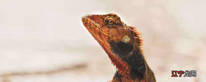 蜥蜴能和玉米蛇一起养吗