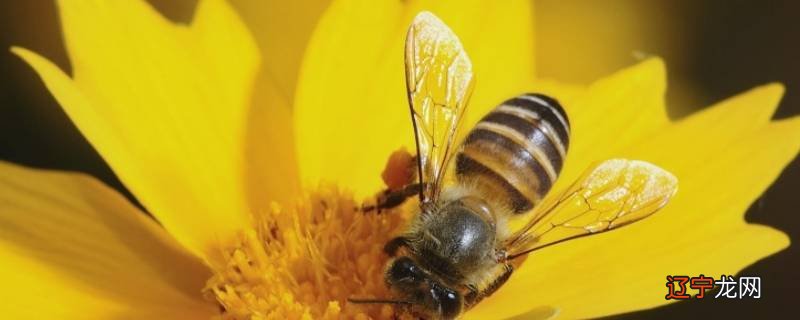 蜜蜂为什么会死在狭小的地方