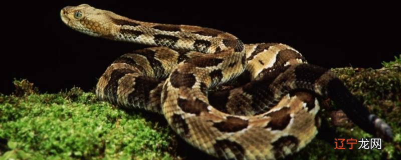 蛇被鹰吃掉的最终消化场所是