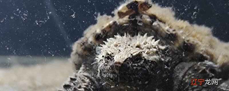 打扰鳄龟睡觉好不好