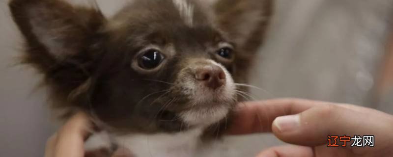 一撸狗狗狗狗就发出打呼的声音