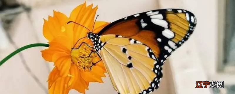 二只蝴蝶身体有黑色带黄色是什么