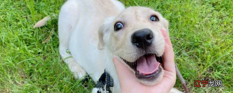 拉布和拉布拉多的区别