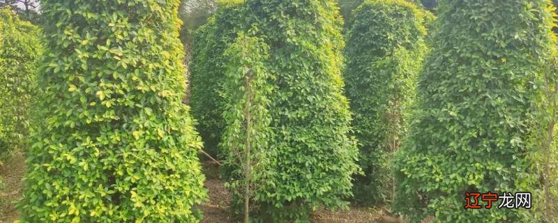 黄金榕六十公分高用多大盆