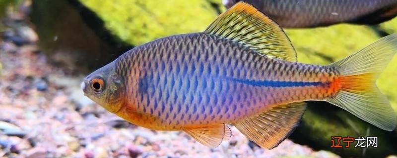 鳑鲏能养在泡沫箱里吗