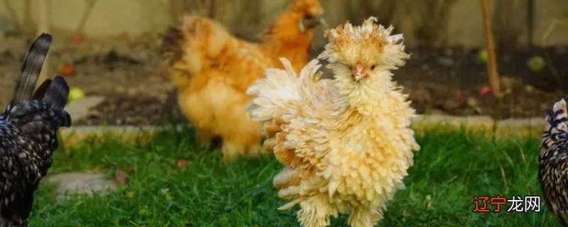 九月初七可以杀鸡吗